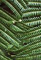 WT 0071 001-21 Hawaii Ferns